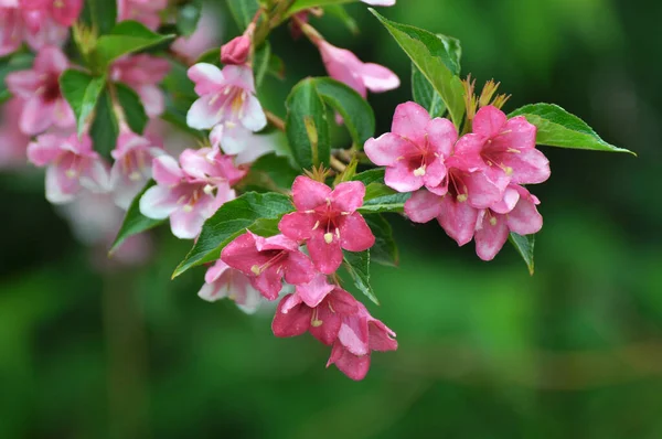 Weigela Med Vita Och Rosa Blommor Blommar Trädgården — Stockfoto