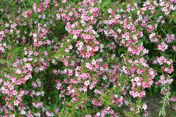 Weigela Com Flores Brancas Rosa Floresce Jardim — Fotografia de Stock