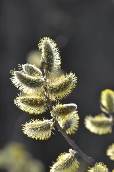 자연계에서 버드나무 Salix Caprea 가지가 피어난다 — 스톡 사진
