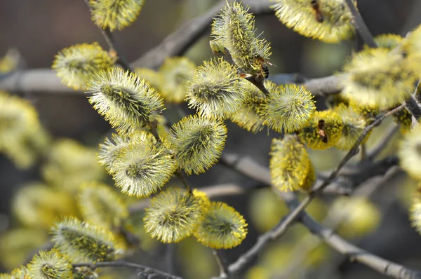 Spring Willow Salix Caprea Branch Blooms Nature — Stock Photo, Image