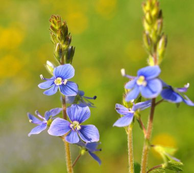 Baharda, Veronica Chamaedrys vahşi doğada çiçek açar.