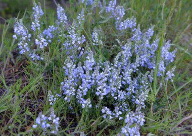 İlkbaharda, Veronica otların arasında vahşi doğada çiçek açar.