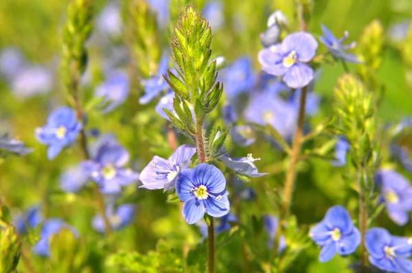 Primavera Verónica Chamaedrys Florece Naturaleza — Foto de Stock