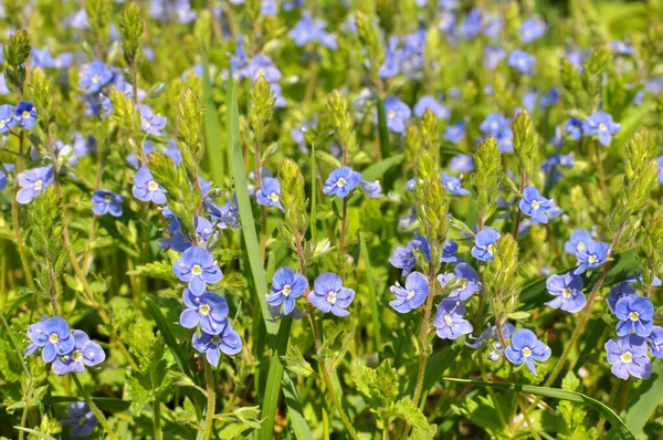 Primavera Verónica Chamaedrys Florece Naturaleza — Foto de Stock