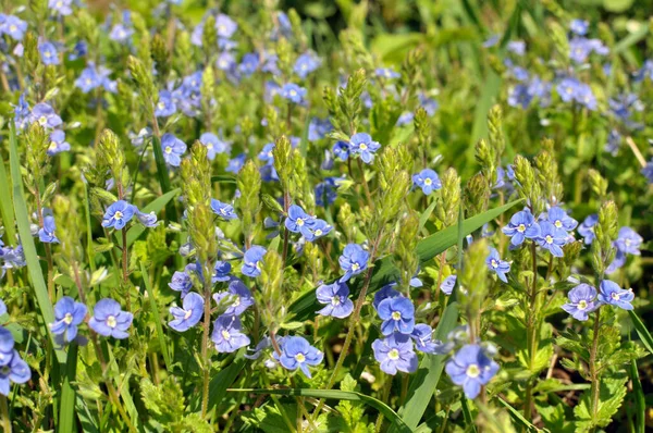 Primavera Verónica Chamaedrys Florece Naturaleza — Foto de Stock