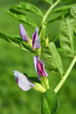 Vetch tohumu (Vicia sativa) bir tarlada yetişir.