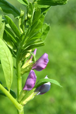 Vetch tohumu (Vicia sativa) bir tarlada yetişir.