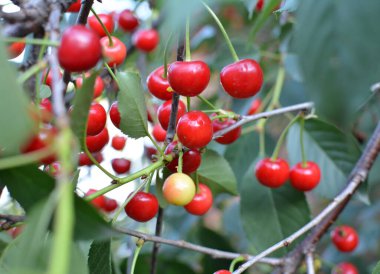 Ağaç dalındaki meyve bahçesinde olgunlaşmış kiraz meyvesi