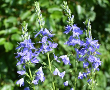  Vahşi doğada, Veronica Teucrium otların arasında yetişir. 