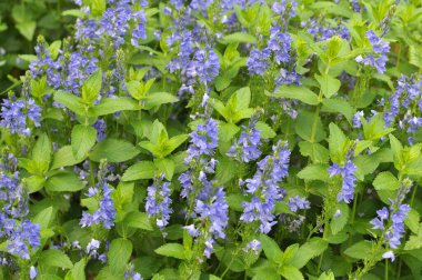  Vahşi doğada, Veronica Teucrium otların arasında yetişir. 