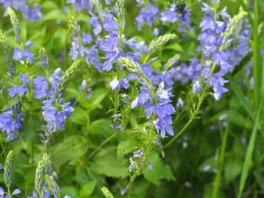  Vahşi doğada, Veronica Teucrium otların arasında yetişir. 