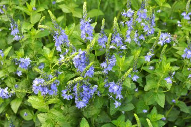  Vahşi doğada, Veronica Teucrium otların arasında yetişir. 