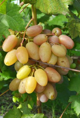 Bir salkın üzüm çalının dalıüzerinde olgunlaşır.