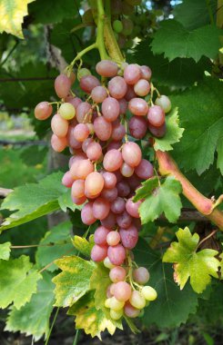 Bir salkın üzüm çalının dalıüzerinde olgunlaşır.