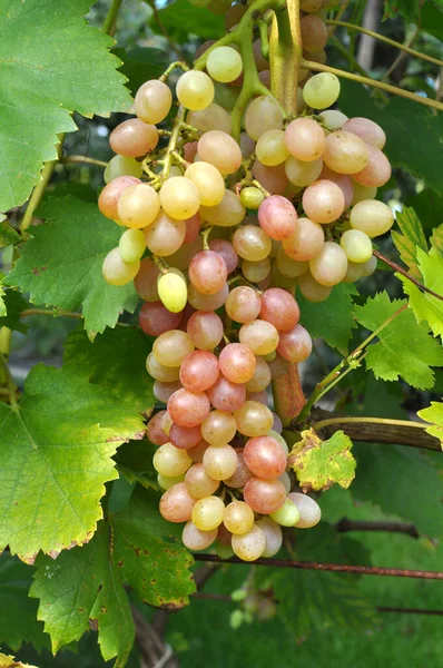Bunch Grapes Ripen Branch Bush — Stock Photo, Image