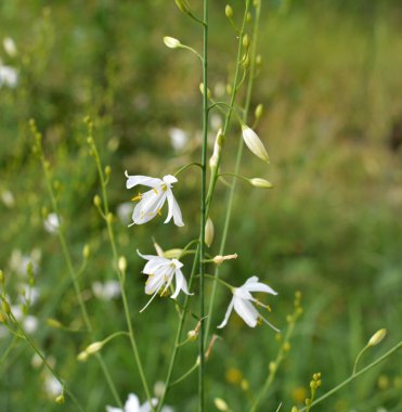 Anthericum ramosum yazın vahşi doğada açar.