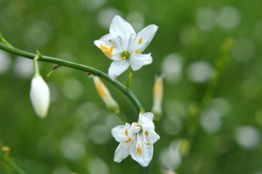 Anthericum ramosum yazın vahşi doğada açar.