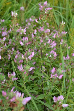 Ononis spinosa vahşi otların arasında yetişir.