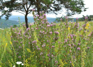 Ononis spinosa vahşi otların arasında yetişir.