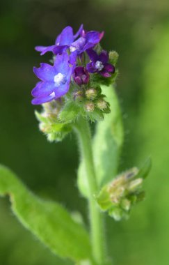 Anchusa çayırda vahşi doğada çiçek açar.
