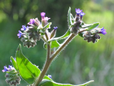 Anchusa çayırda vahşi doğada çiçek açar.