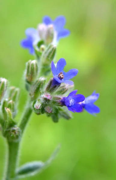 Anchusa Blooms Wild Meadow — Stock Photo, Image