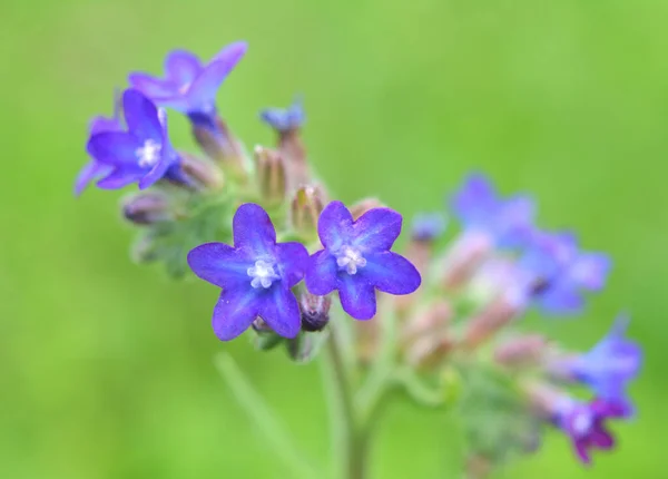 Anchusa Fleurit Dans Nature Dans Prairie — Photo