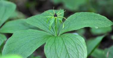 İlkbaharda ormandaki vahşi Paris kuadrifolisi çiçek açar.