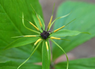 İlkbaharda ormandaki vahşi Paris kuadrifolisi çiçek açar.