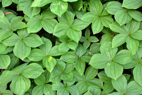 Wiosną Lesie Dzikim Paryżu Kwitnie Quadrifolia — Zdjęcie stockowe