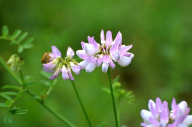 Doğada, Securigera varia yabani otlarda yetişir.