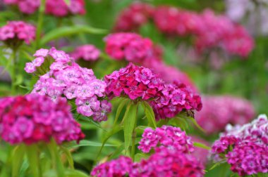 Bahçede çiçeklerin açtığı karanfiller.