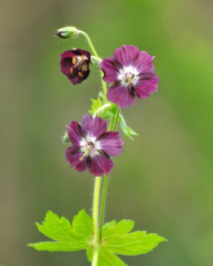 Vahşi doğada, bahar ormanlarında, sardunya fatihi çiçek açar.