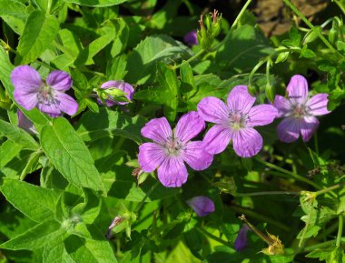 Yaban otlarının arasında büyüyen sardunya