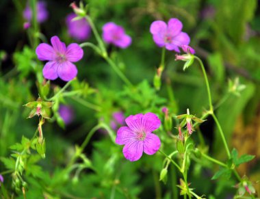 Yaban otlarının arasında büyüyen sardunya