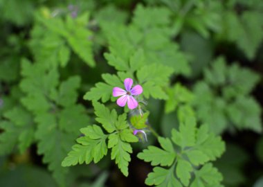 Geranium (Geranium robertianum) vahşi doğada yetişir. 