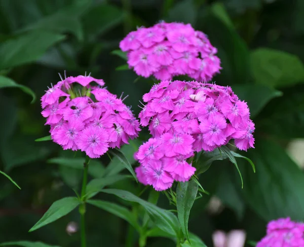 Саду Клумбі Цвіте Гвоздика — стокове фото