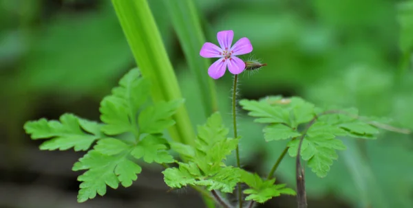 Γεράνι Geranium Robertianum Αναπτύσσεται Στην Άγρια Φύση — Φωτογραφία Αρχείου