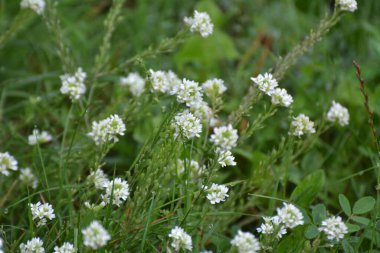Berteroa incana yabani doğada yetişen bir ot gibi