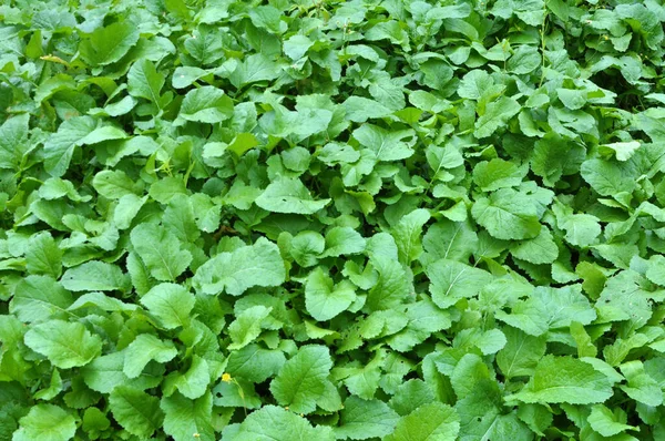 Φύτρα Μουστάρδας Που Καλλιεργούνται Για Οργανικά Λιπάσματα Πράσινη Κοπριά Σίδερα — Φωτογραφία Αρχείου