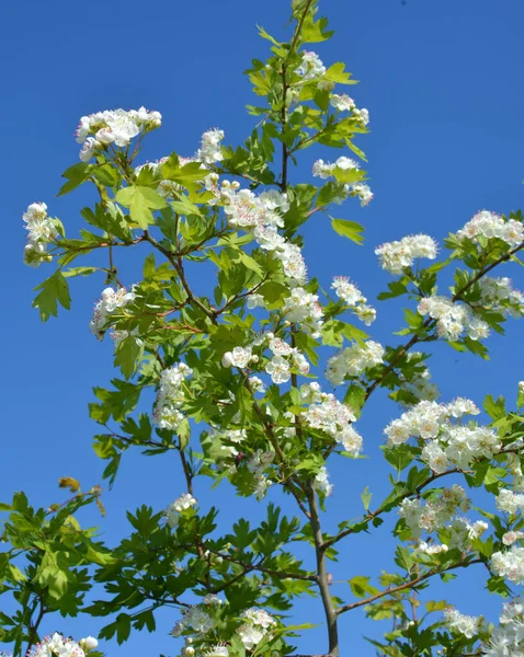 İlkbaharda, doğada bir diken, krataegus çalısı açar.