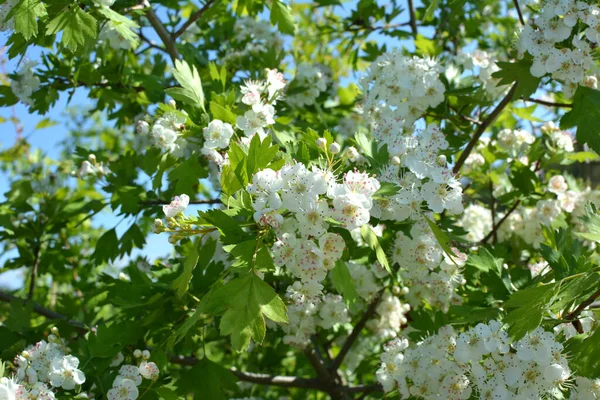 Primavera Espino Arbusto Crataegus Florece Naturaleza — Foto de Stock