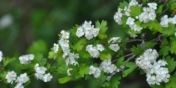 Våren Blommar Hagtorn Krataegus Buske Naturen — Stockfoto