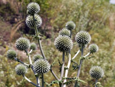 In the wild, the honey plant echinops sphaerocephalus blooms clipart