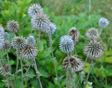 Vahşi doğada, bal bitkisi echinops sphaerocephalus çiçek açar.