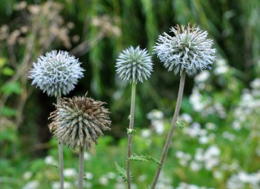 Vahşi doğada, bal bitkisi echinops sphaerocephalus çiçek açar.