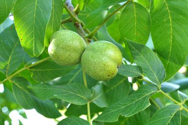 Yeşil kabuklu bir ağaç dalında olgunlaşan bir ceviz