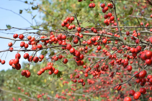 Ramo Com Frutos Vermelhos Maduros Espinheiro Crataegus — Fotografia de Stock