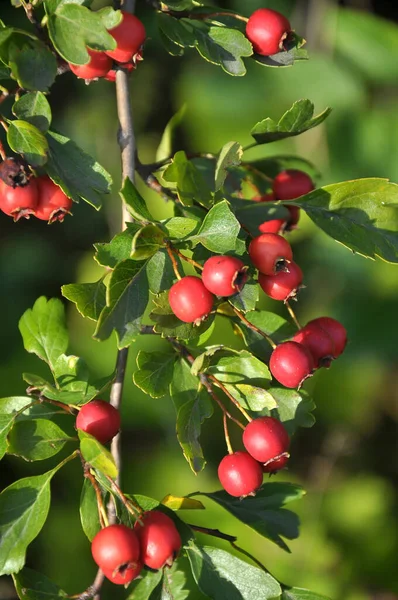 Branch Mature Red Fruits Hawthorn Crataegus — Stock Photo, Image