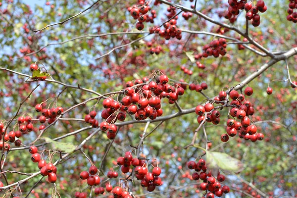 Zweig Mit Reifen Roten Früchten Des Weißdorns Crataegus — Stockfoto